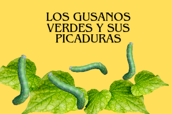 Los gusanos verdes y sus picaduras_20240712_120639_0000.png
