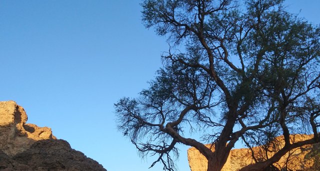 desert tree.jpg
