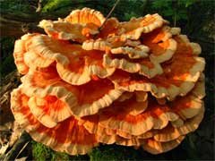 laetiporus-cincinnatus.jpg.pagespeed.ce.zRbETXt-sf.jpg