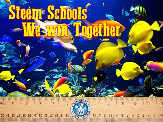 steem-schools-fish.jpg