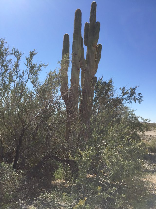 Saguaro wa portrait.JPG