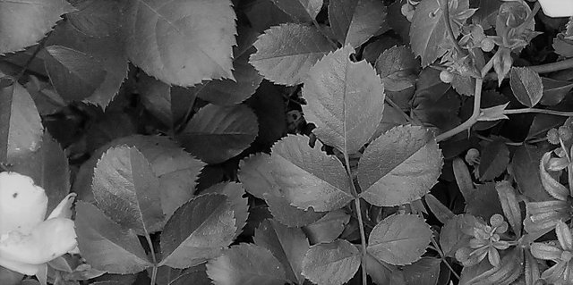 Flower Photography B&W Razor Leaf Focus May 28 2017.jpg