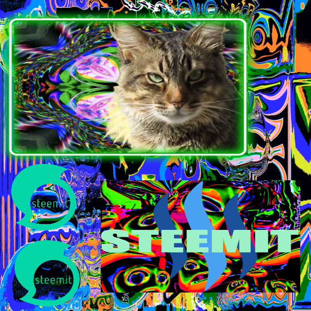 915 steem cat 1.png