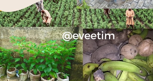 Yellow and Green Refined Scrapbook Agriculture Business Promo Instagram Pos_20241007_210509_1.png