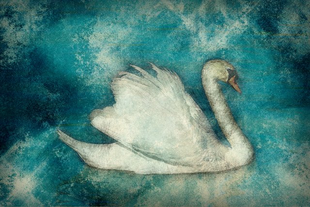 swan-bird-water-animal-nature-368838