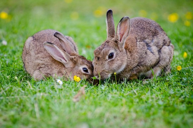 2-rabbits-eating-grass-at-daytime-33152-1280x848.jpg