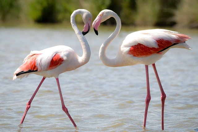 flamingo-pair-59037d4d3df78c54562cb53c.jpg