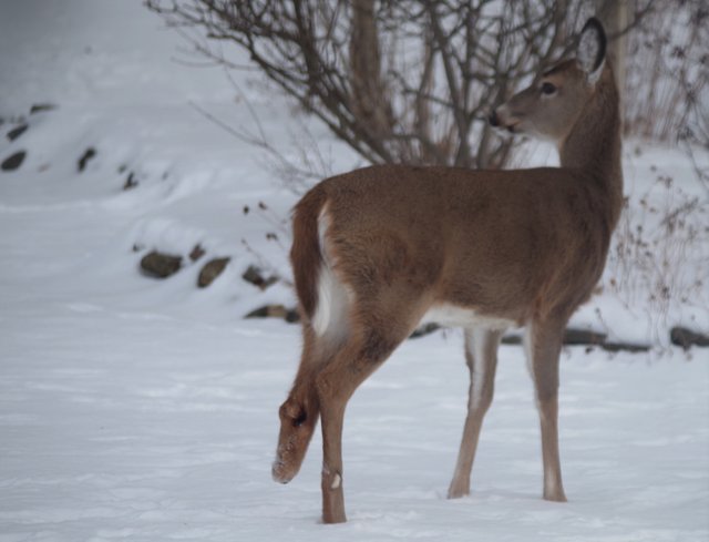 animal Sunday deer.jpg