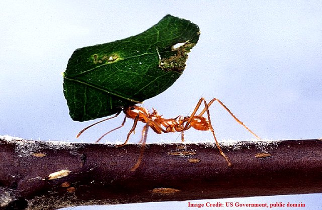 Leaf-cutting_ant us govt public.jpg