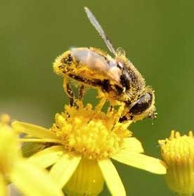 bee-pollen-allergy-e1531229809260.jpg