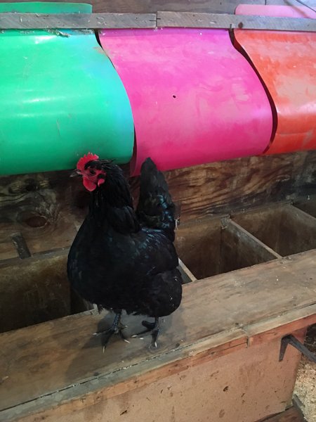 Cleaning the coop - Australorp supervisor1 crop January 2020.jpg