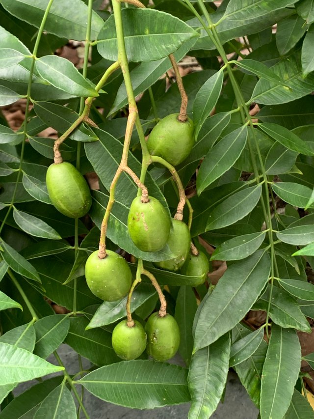 fruit17.jpg
