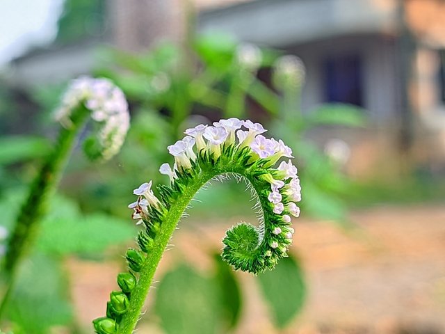 RIYAN_20240509_065759_🦋Macro Bee pro (LMC17) by Riyan.PORTRAIT.jpg