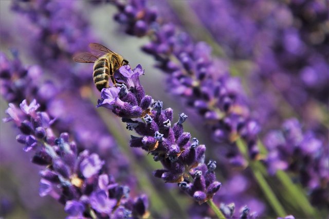 lavender-fields-4339974_960_720.jpg