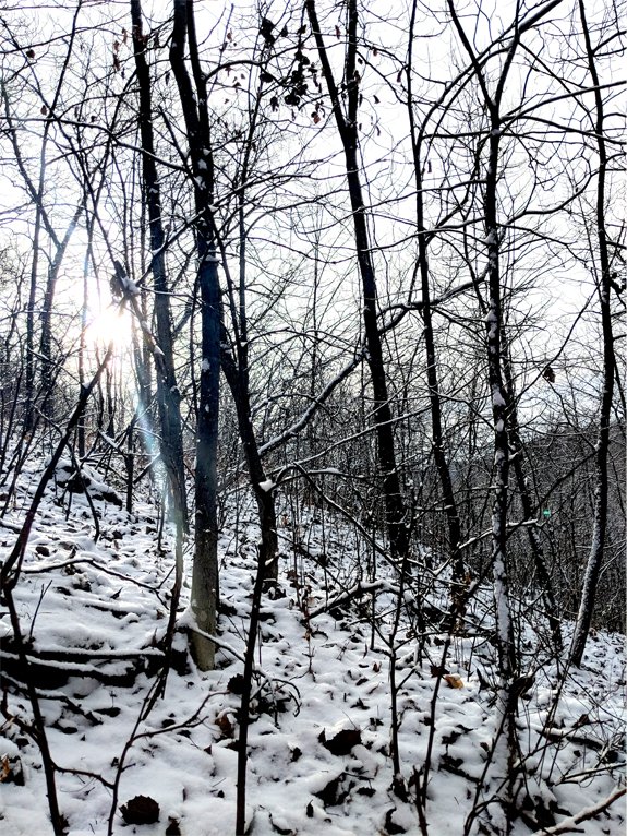 winter woods 2.jpg