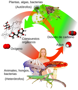 Auto-and_heterotrophs-es.svg.png