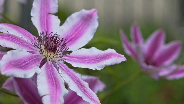 14014639298-clematis-flower (FILEminimizer).jpg