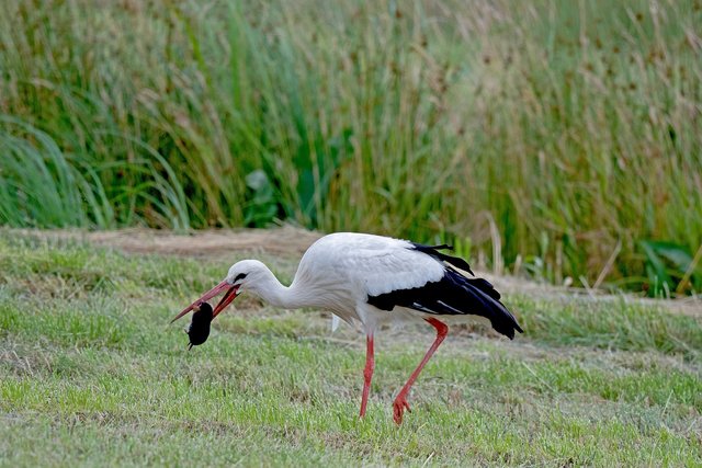 stork-7343092_1280.jpg