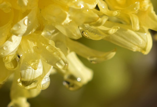 waterdrop chrysanthemum macro 3.jpg