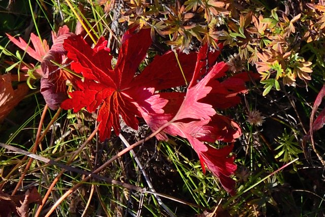 DSC_8487 - red leaf.jpg
