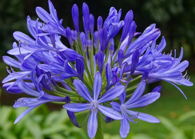 Bunga-Agapanthus.jpg