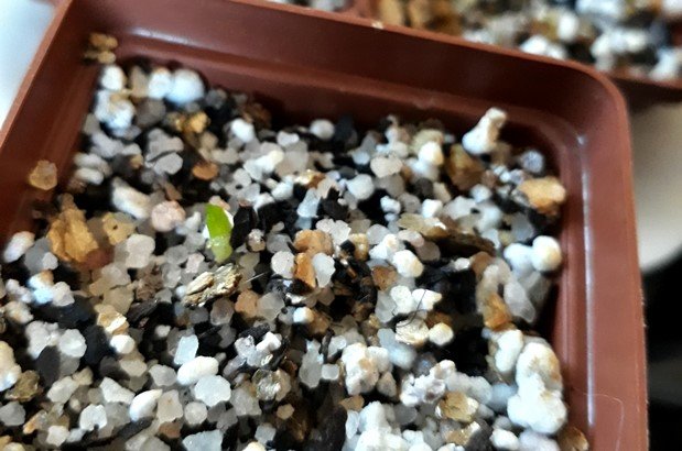 Tulista seedling.jpg