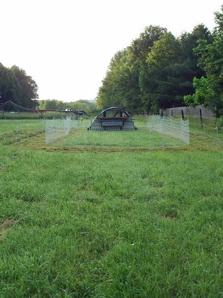 Broilers on pasture crop June 2019.jpg