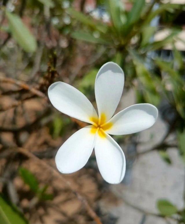 Bunga Frangipani yang indah - foto - indo (4).jpg