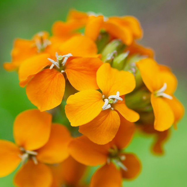 beautiful Erysimum Flower (3).jpg