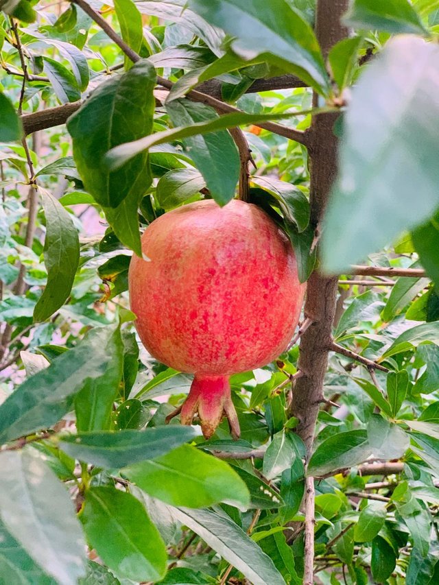 pomegranate .jpg