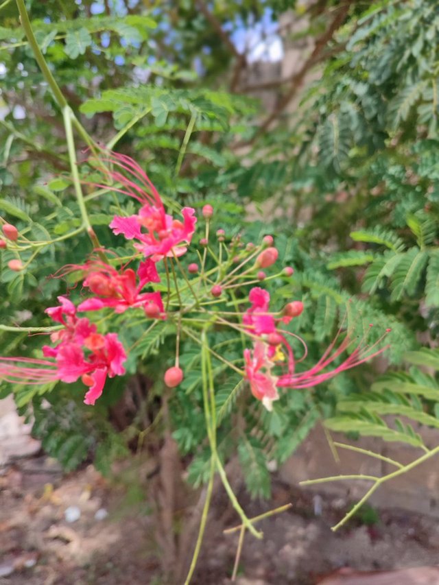 Flor Caesalpinia pulcherrima 6.jpg