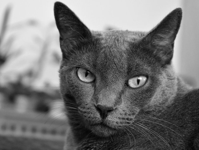 Suzi kitty bw bed 2.jpg