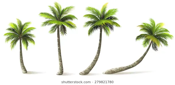 palm-trees-shadow-isolated-on-260nw-279821780.jpg