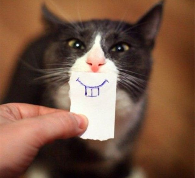 cat-funny.jpg