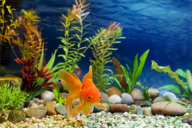 aquarium-native-gold-fish-538780217-23d992bc1b3f43d08740c99d0f5157ea.jpg