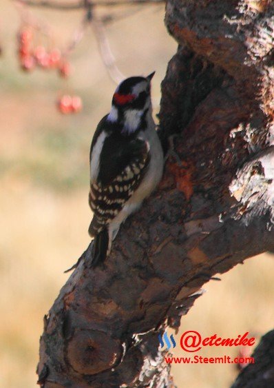 Downy Woodpecker PFW39.jpg