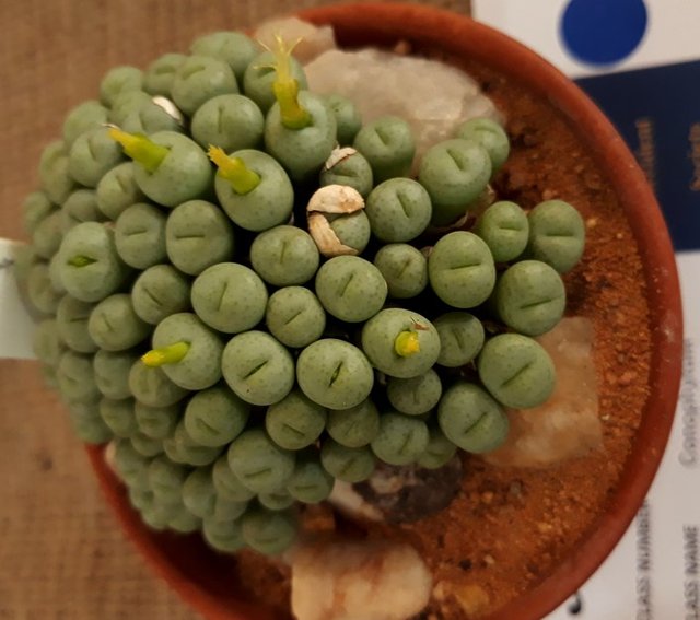 conophytum4.jpg