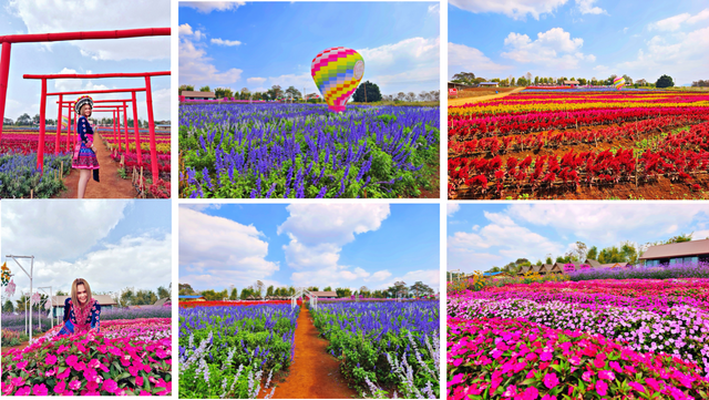 🌼 A Blooming Escape at Moriyah Flower Garden 🇹🇭 🌸