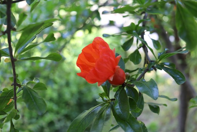 IMG_0717.JPG