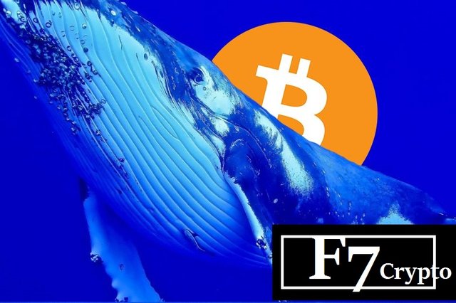 Bitcoin-price-continues-to-rule-like-Whale-in-the-sea-Bitcoin-news.jpg