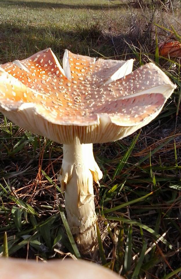 mushroom111.jpg