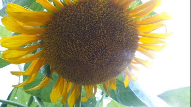 IMG_20230808_163208_986.jpg
