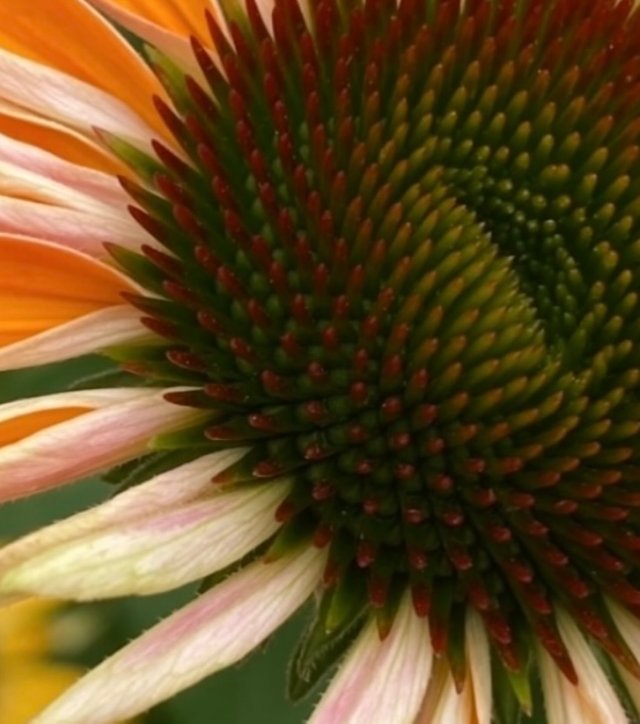 IMG_4027.jpeg