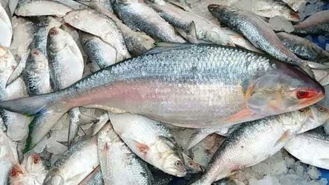 Hilsa.jpg