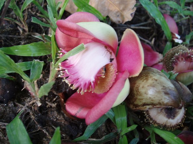 Queen Sirikit Park - Couroupita flower