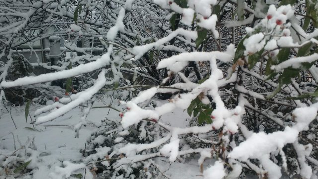 snow persimons.jpg