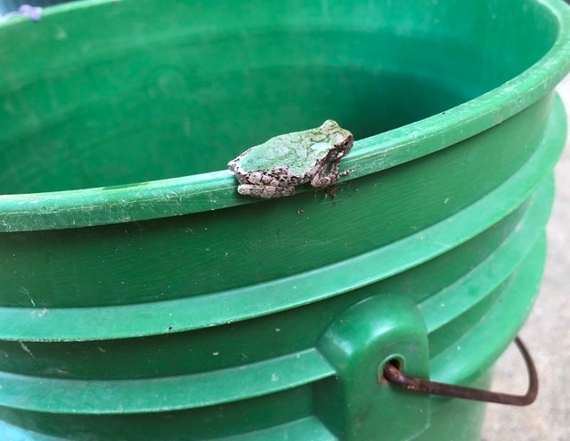 Tiny green frog on a big green bucket.jpg