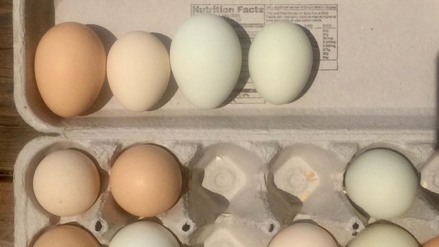 egg sizes.jpg