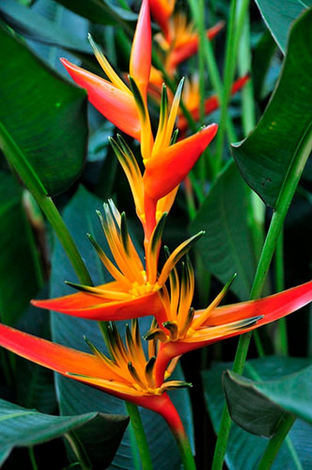 Heliconia.jpg