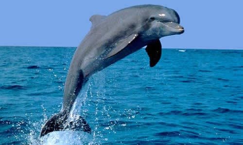 delfin-3-3.jpg